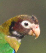 Pionopsitta haematotis 